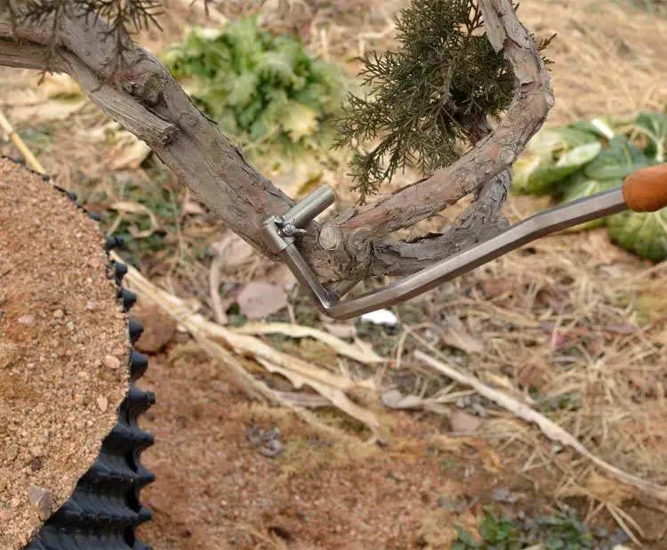 Dobladora de bonsái de acero inoxidable, herramienta de mano para jardín, ramas