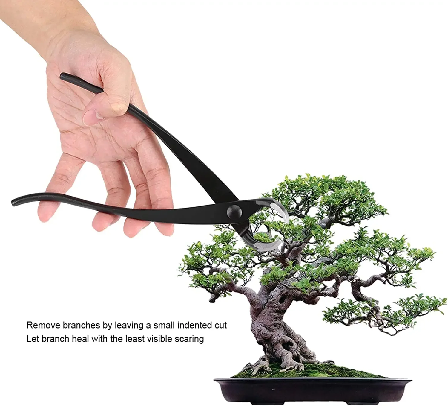 Cortador cóncavo de 210 Mm, herramientas para bonsái de acero al carbono, hecho por la empresa Tianbonsai