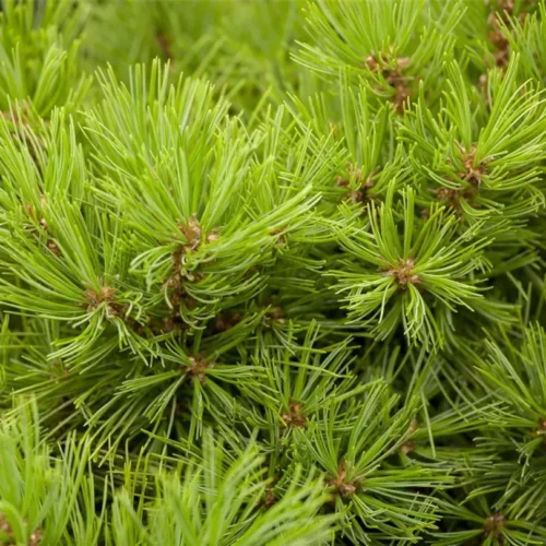 Semillas de pino rojo japonés, Pinus densiflora