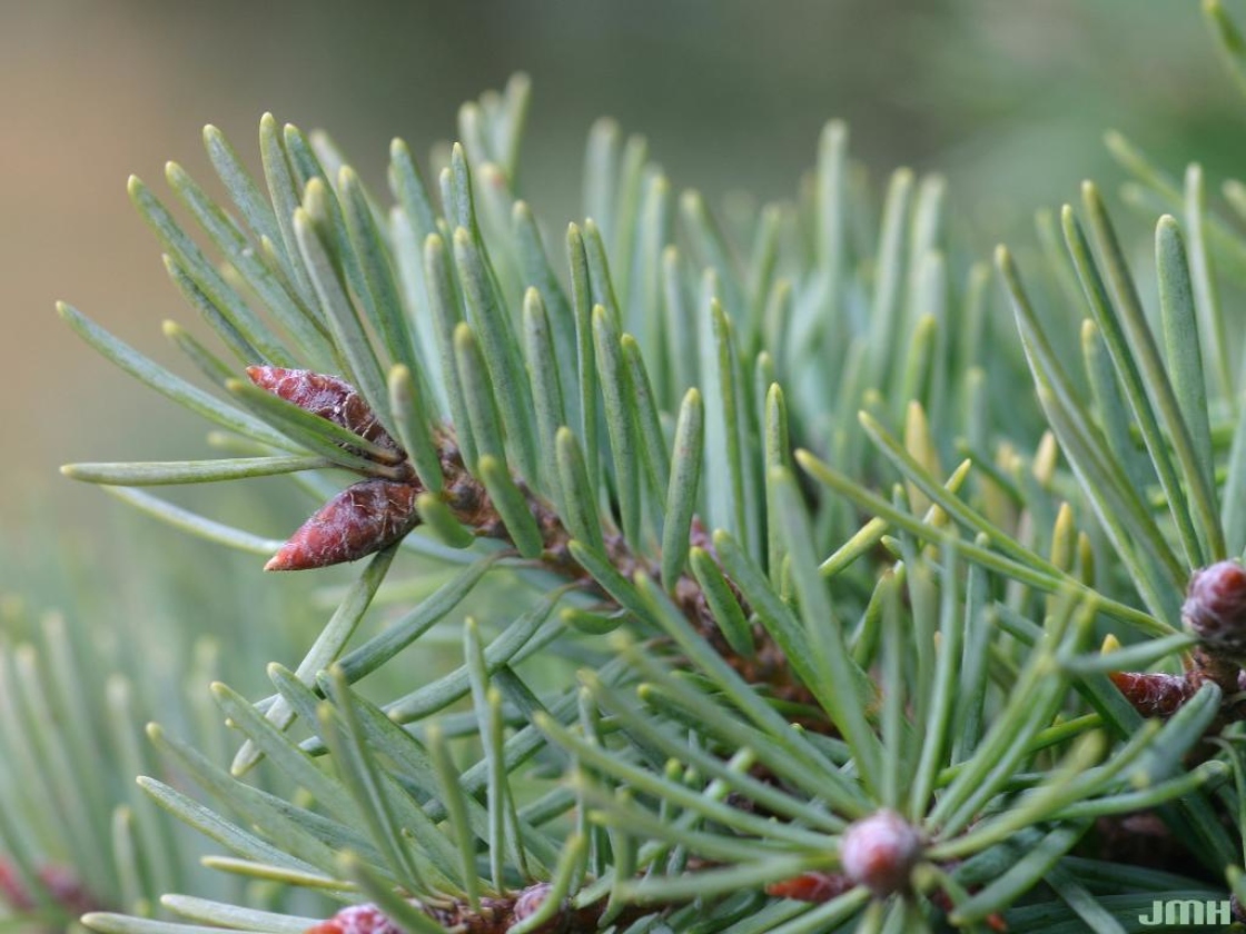 Douglasiensamen (Pseudotsuga menziesii) - Marktbonsai