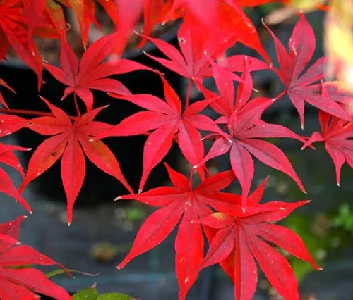 Semillas de Arce Japonés - Acer palmatum osakazuki