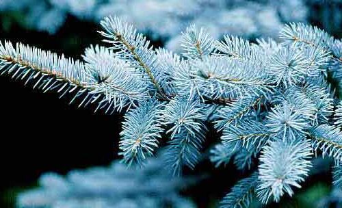 Semillas abeto azul, Picea pugens glauca 1000 Semillas