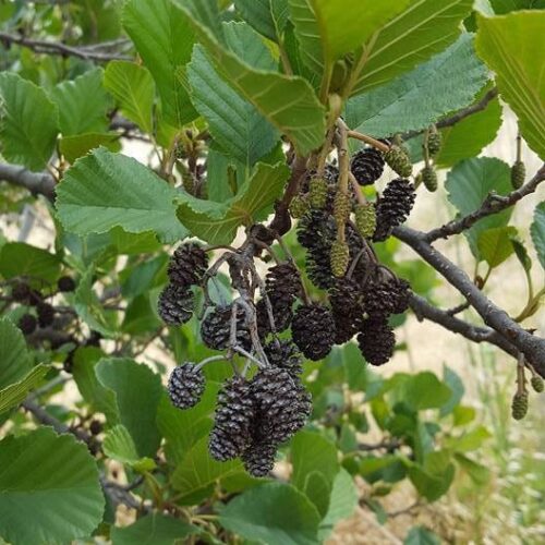 Semillas de aliso, alnus glutinosa