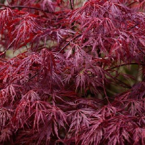 Semillas de Acer Japonés palmatum dissectum