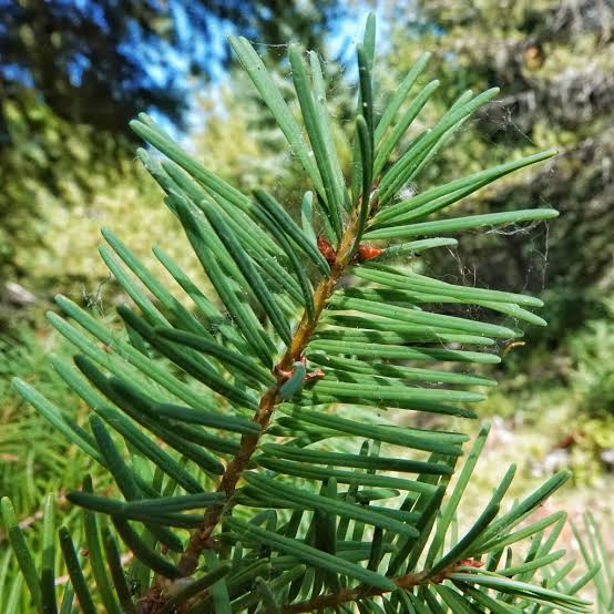 Douglasiensamen (Pseudotsuga menziesii) - Marktbonsai