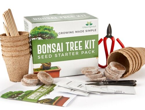 Bonsái Starter Kit – Cultiva 5 Especies desde Semilla, Incluye Tierra y Guía