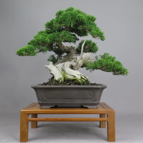 Semillas Juniperus Chinensis Enebro Chino para Bonsái