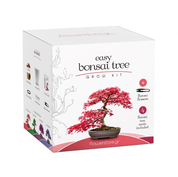 Easy Bonsai Grow Kit – 4 variedades de semillas para cultivar bonsáis fáciles