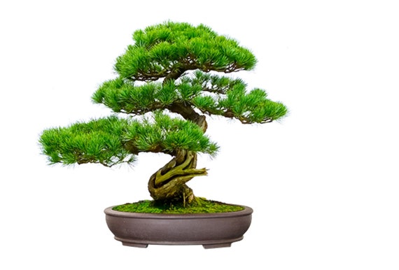 Easy Bonsai Grow Kit – 4 variedades de semillas para cultivar bonsáis fáciles - Imagen 5