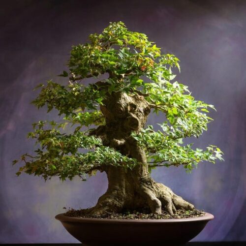 Semillas Fagus sylvatica – Pack 15 unidades para Bonsái