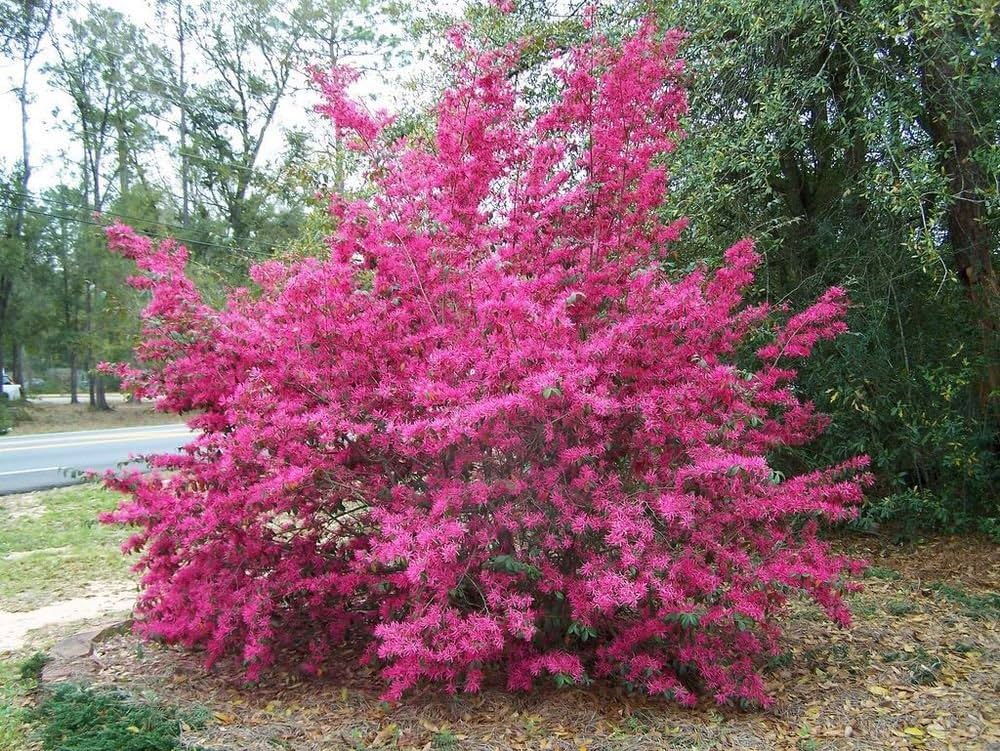 Semillas de Loropetalum chinense – Arbusto ornamental para bonsái y jardín - Imagen 3