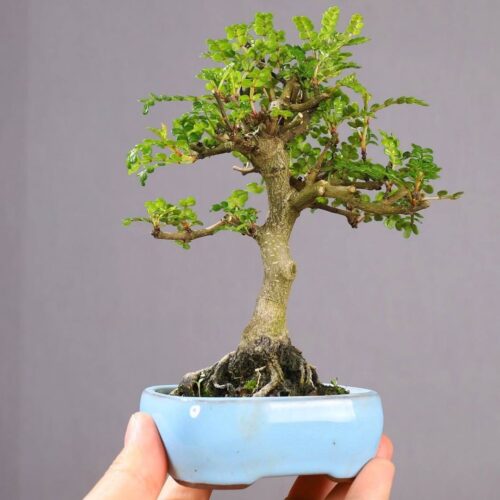 Semillas Pistacia atlantica – Almácigo silvestre (15 semillas) para bonsái y arboricultura