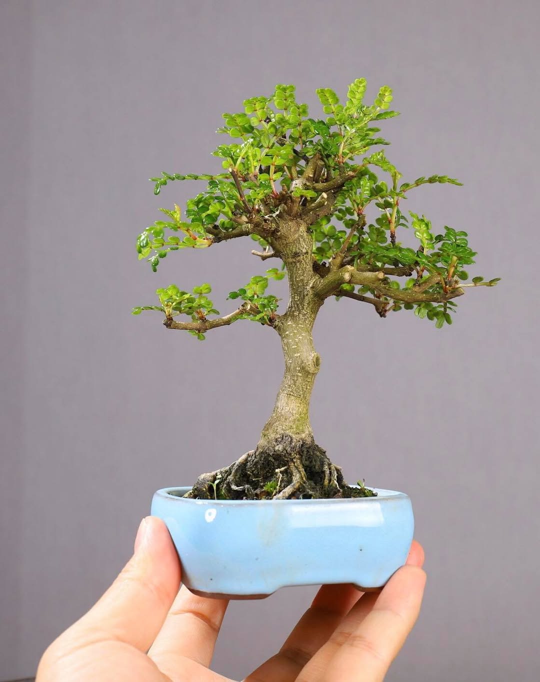 Semillas Pistacia atlantica – Almácigo silvestre (15 semillas) para bonsái y arboricultura