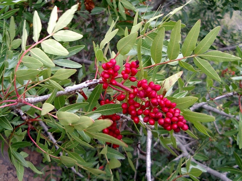 Semillas Pistacia atlantica – Almácigo silvestre (15 semillas) para bonsái y arboricultura - Imagen 3
