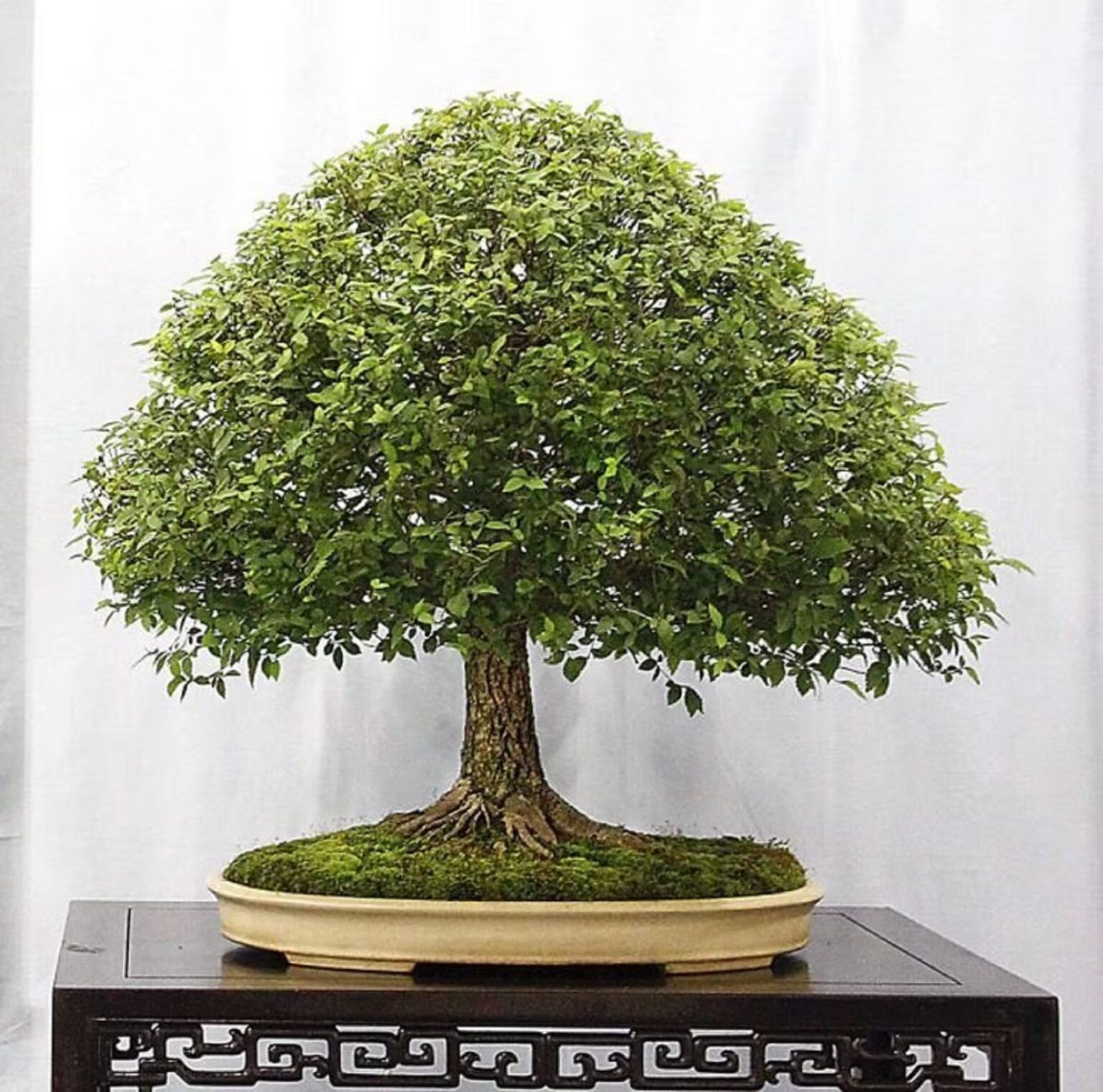 SAFLAX - Cadeauset - Bonsai - Rode Esdoorn - 20 Zaden - Met geschenkdoos, kaart, etiket en potgrond - Acer rubrum SAFLAX - Cadeauset - Bonsai - Rode Esdoorn - 20 Zaden - Met geschenkdoos, kaart, etiket en potgrond - Acer rubrum