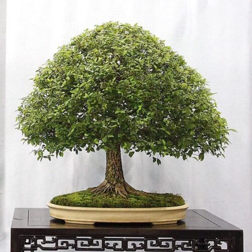 Semillas Zelkova serrata – Olmo japonés ideal para bonsái (20 semillas)