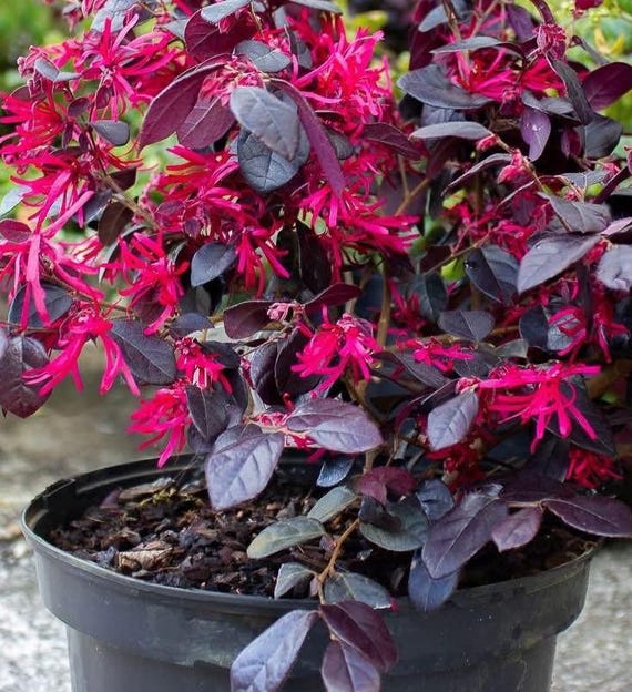 Semillas de Loropetalum chinense – Arbusto ornamental para bonsái y jardín - Imagen 4