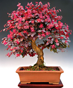 Semillas de Loropetalum chinense – Arbusto ornamental para bonsái y jardín