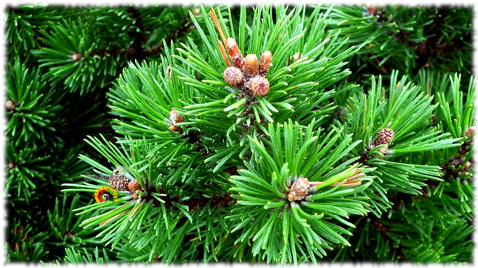 pandoo bambus wattestäbchen Bambus Wattestäbchen mit Sicherheitskopf für Kinder main image 1
