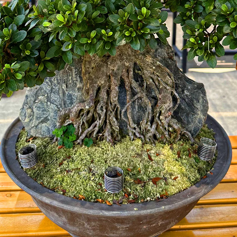 Cestas de fertilizante de acero inoxidable – soportes reutilizables para bonsái y jardinería (10-20–50 uds) - Imagen 2