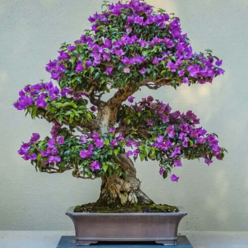 Semillas de Jacaranda mimosifolia – 200 unidades para cultivo ornamental y bonsái