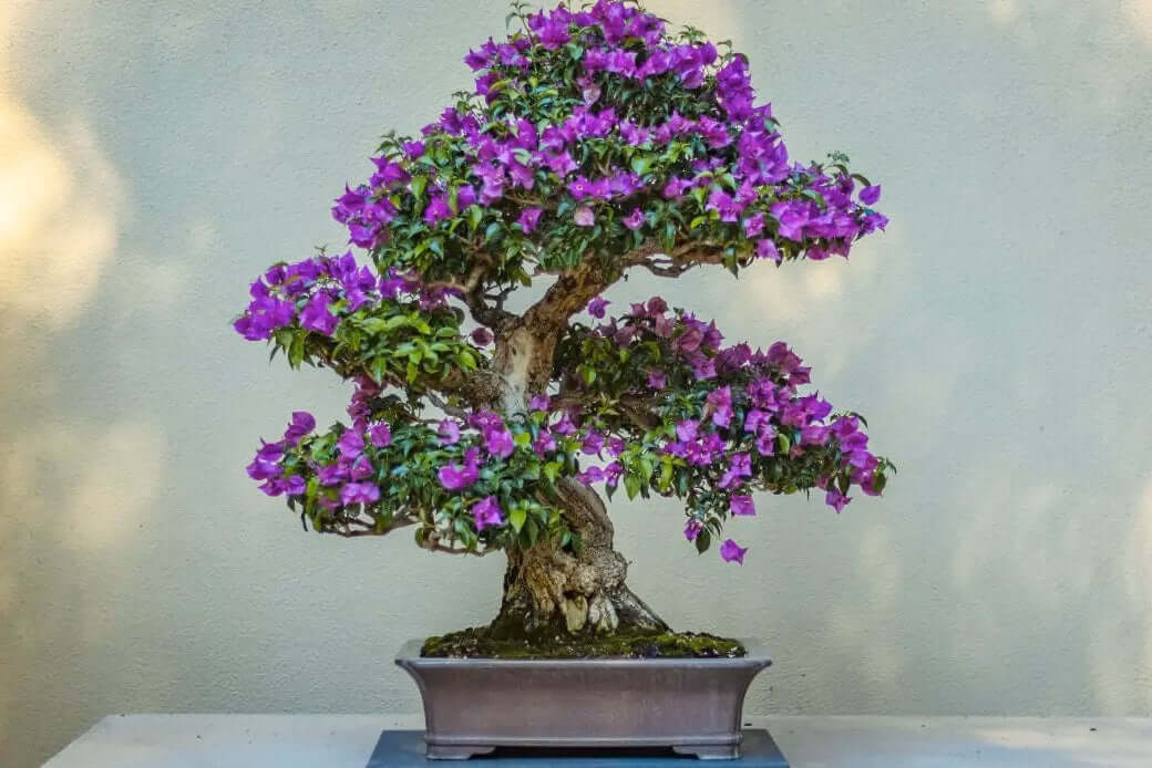 Semillas de Jacaranda mimosifolia – 200 unidades para cultivo ornamental y bonsái