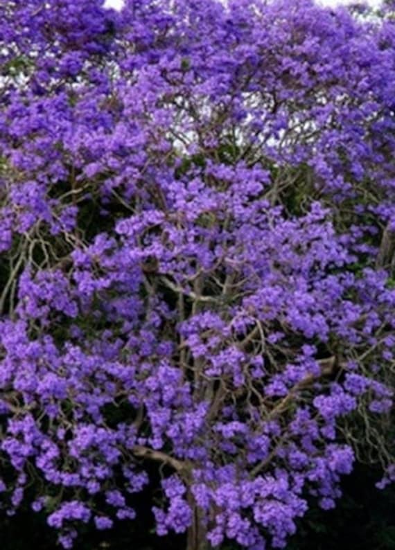 Semillas de Jacaranda mimosifolia – 200 unidades para cultivo ornamental y bonsái - Imagen 2
