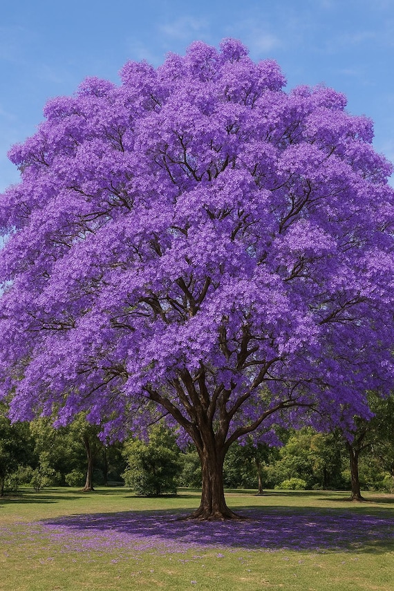 Semillas de Jacaranda mimosifolia – 200 unidades para cultivo ornamental y bonsái - Imagen 4