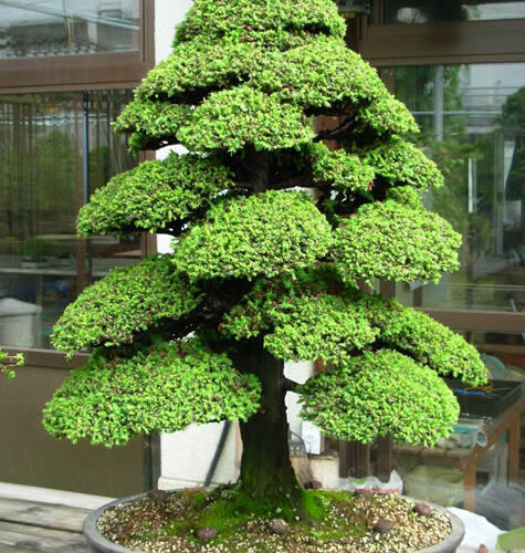 Semillas de Cryptomeria japonica — para cultivo ornamental y bonsái