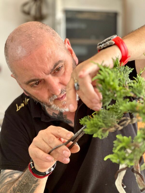 Herramientas de bonsai esenciales para empezar