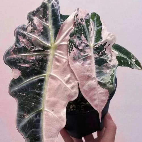 Bulbos de Alocasia Polly Variegata | Planta rara para cultivo de precisión