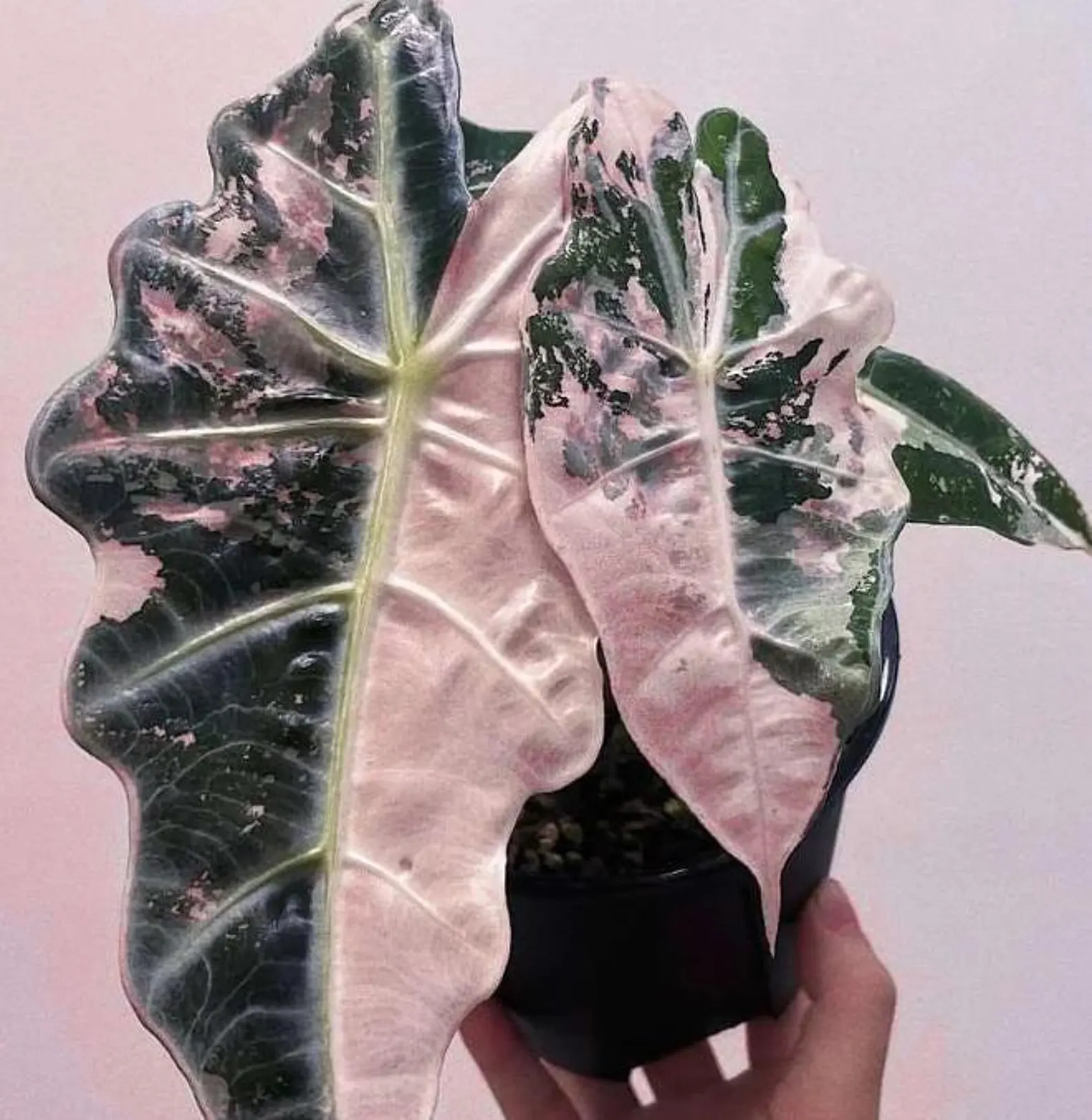 Bulbos de Alocasia Polly Variegata | Planta rara para cultivo de precisión