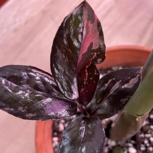 ZZ Raven Variegada | Zamioculcas zamiifolia variegata propagación por hoja