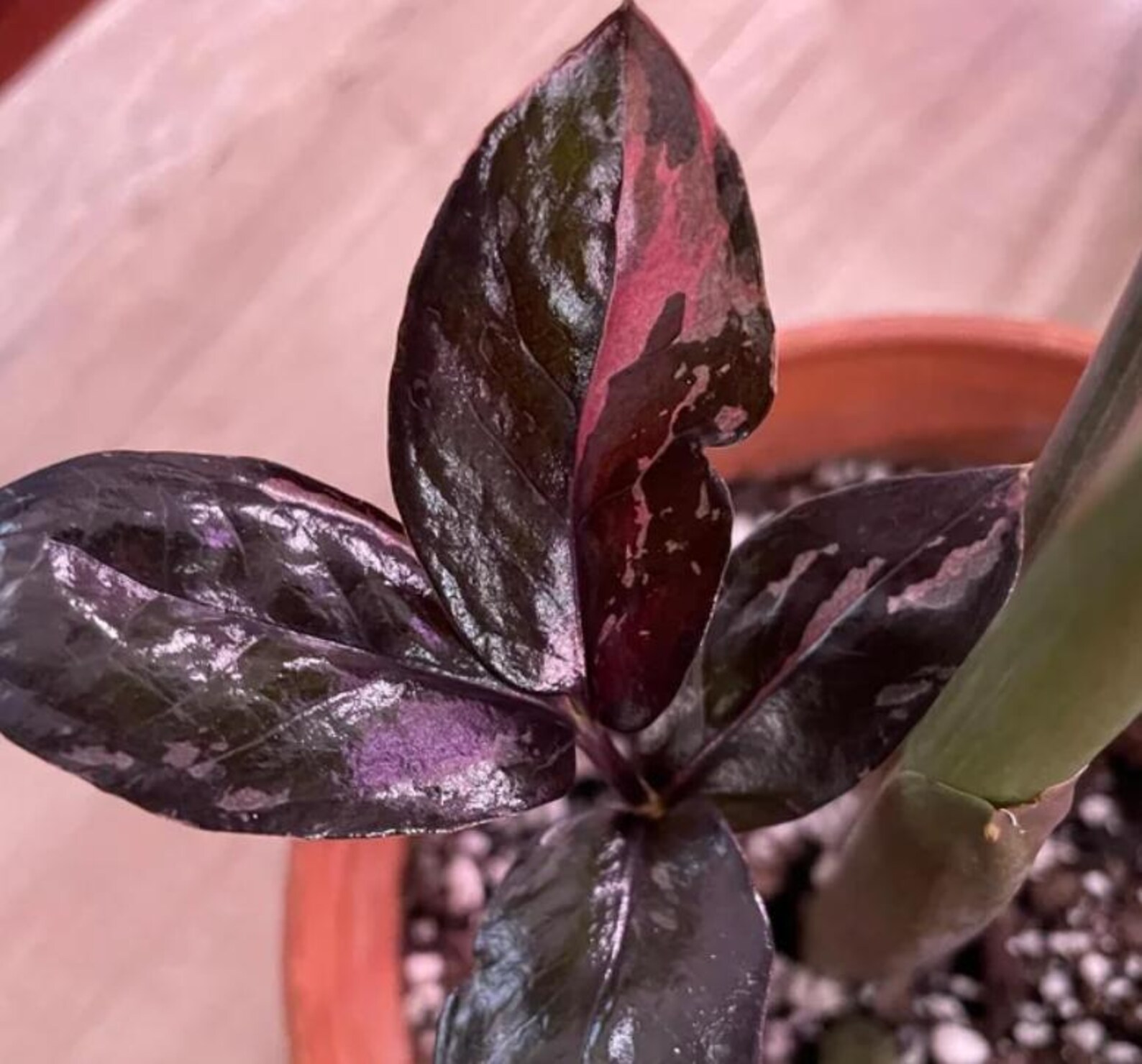 ZZ Raven Variegated | Zamioculcas zamiifolia variegata propagation by leaf  - Market Bonsai