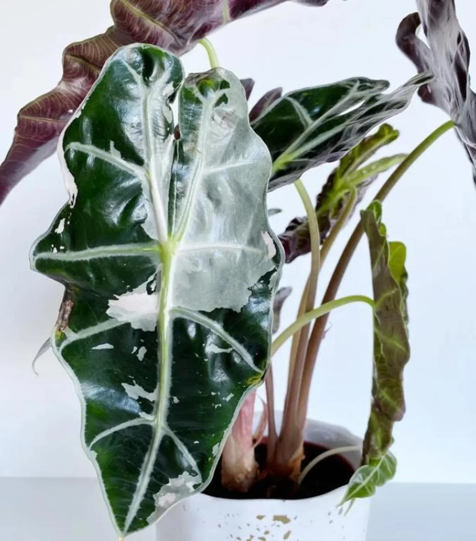 Bulbos de Alocasia Polly Variegata | Planta rara para cultivo de precisión - Imagen 2