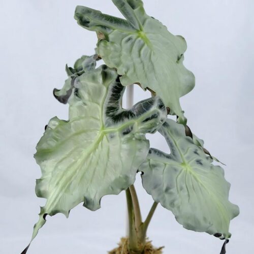 Bulbos de Alocasia Venom variegada | Planta tropical rara para colección