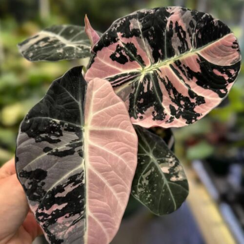 Bulbos de Alocasia Black Velvet Pink Variegated | Aroide raro para cultivo de precisión