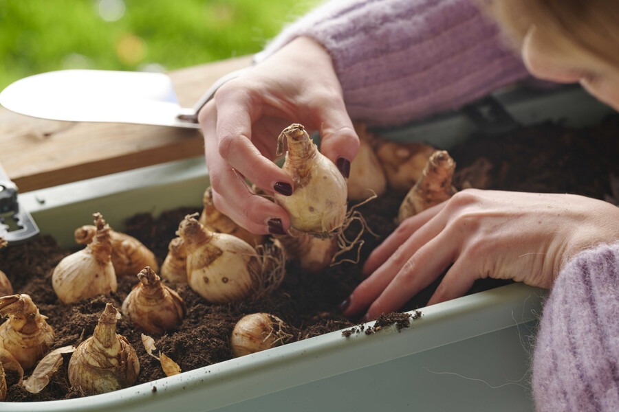 semillas y bulbos ecologicos para cultivar en contenedores