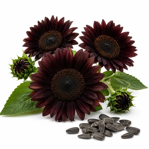 15 Semillas de Girasol Negro Chocolat - Helianthus annuus de Flor Chocolate
