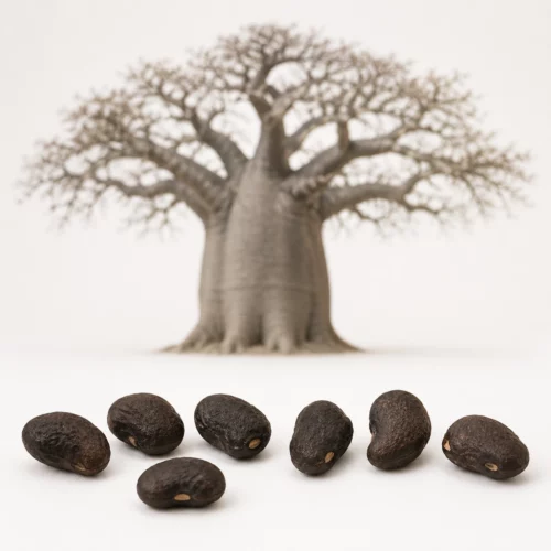 7 semillas de baobab africano para bonsái - Adansonia digitata